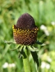 sklep ogrodniczy -  Jeżówka BLACK BEAUTY Echinacea