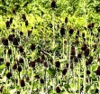 sadzonki - Jeżówka BLACK BEAUTY Echinacea