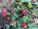 rośliny ogrodowe -  Truskawka ozdobna RED BEAUTY Fragaria /P9