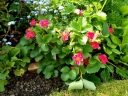 rośliny ozdobne - Truskawka ozdobna RED BEAUTY Fragaria /P9