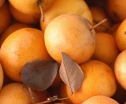 rośliny ozdobne -  Grusza azjatycka SHINSEIKI Pyrus pyrifolia Nashi C10/1,6-1,8m