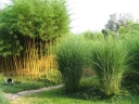 rośliny ozdobne - Miskant GRACILLIMUS (Miscanthus sinensis) /C5 *26