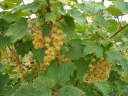 sklep ogrodniczy -  Porzeczka BIAŁA z Juterbog na PNIU Ribes sp. Pa 90 cm