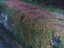 sklep ogrodniczy -  Irga miniaturowa 'Streib's Findling' Cotoneaster procumbens /C1,5 *7F