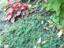 sklep ogrodniczy - Irga miniaturowa 'Streib's Findling' Cotoneaster procumbens /C1,5 *7F