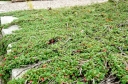 rośliny ozdobne - Irga miniaturowa 'Streib's Findling' Cotoneaster procumbens /C1,5 *7F