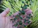 rośliny ogrodowe - Irga miniaturowa 'Streib's Findling' Cotoneaster procumbens /C1,5 *7F