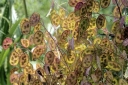 sklep ogrodniczy - Miesiącznica roczna Lunaria annua - 20szt. nasion