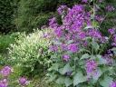 sklep ogrodniczy - Miesiącznica roczna Lunaria annua - 20szt. nasion
