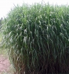 rośliny ogrodowe -  Miskant  olbrzymi JUBILAR (Miscanthus giganteus) /C3 *K5