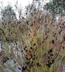 rośliny ogrodowe - Wierzba wiotka odm. czarnokotkowa Salix gracilistyla 'Melanostachys' C2(C5)/60cm *K20