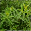 sklep ogrodniczy - Wierzba wiotka odm. czarnokotkowa Salix gracilistyla 'Melanostachys' C5/60cm *K20