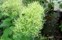 rośliny ozdobne - Perukowiec podolski KANARI Cotinus coggyria C2(C5)/40-60cm *K18