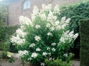 rośliny ozdobne - Hortensja olbrzymia VERA Hydrangea paniculata /C3