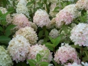 rośliny ozdobne - Hortensja bukietowa 'Harry's Souvenir' Hydrangea paniculata