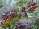 rośliny ogrodowe - Bożodrzew chiński PURPLE DRAGON Ajlant gruczołowaty Ailanthus altissima C3/30cm