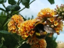 rośliny ogrodowe - Budleja wayeriana HONEYCOMB /C2 *11