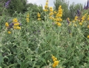 sadzonki - Budleja wayeriana HONEYCOMB /C2 *11