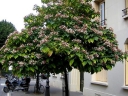 rośliny ozdobne -  Szczęślin późny PURPLE BLAZE Clerodendrum trichotomum C2/40-60cm *9