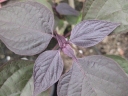 rośliny ozdobne - Szczęślin późny PURPLE BLAZE Clerodendrum trichotomum C2/40-60cm *9