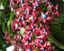 sklep ogrodniczy - Szczęślin późny PURPLE BLAZE Clerodendrum trichotomum C2/40-60cm *9