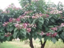 sklep ogrodniczy - Szczęślin późny PURPLE BLAZE Clerodendrum trichotomum C2/40-60cm *9