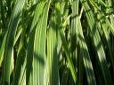 sadzonki - Miskant  olbrzymi JUBILAR (Miscanthus giganteus) /C3 *K5