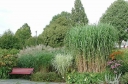 sklep ogrodniczy - Miskant  olbrzymi JUBILAR (Miscanthus giganteus) /C3 *K5