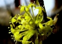 rośliny ogrodowe - Dereń jadalny PYRAMIDALIS Cornus mas C10/60-100cm