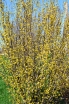 rośliny ogrodowe - Dereń jadalny PYRAMIDALIS Cornus mas C10/60-100cm
