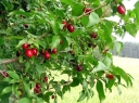 rośliny ogrodowe - Dereń jadalny PYRAMIDALIS Cornus mas C10/60-100cm