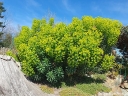 rośliny ogrodowe  Euphorbia characias sub. Wulfenii Wilczomlecz /P9 *K12
