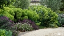 rośliny ozdobne - Euphorbia characias sub. Wulfenii Wilczomlecz /P9 *K12