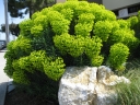 rośliny ogrodowe - Euphorbia characias sub. Wulfenii Wilczomlecz /P9 *K12