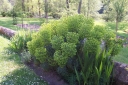 sklep ogrodniczy - Euphorbia characias sub. Wulfenii Wilczomlecz /P9 *K12