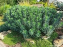 sadzonki - Euphorbia characias sub. Wulfenii Wilczomlecz /P9 *K12