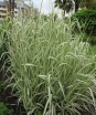 rośliny ozdobne - Mozga trzcinowata Picta (Phalaris arundinacea) P9-P11