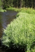 rośliny ozdobne - Mozga trzcinowata Picta (Phalaris arundinacea) P9-P11
