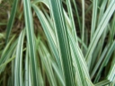 rośliny ogrodowe - Mozga trzcinowata Picta (Phalaris arundinacea) P9-P11