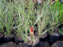 sadzonki - Mozga trzcinowata Picta (Phalaris arundinacea) P9-P11