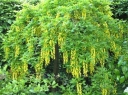 rośliny ozdobne - Złotokap alpejski PENDULUM Laburnum alpinum C2/30-40cm