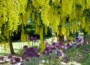 sklep ogrodniczy - Złotokap alpejski PENDULUM Laburnum alpinum C2/30-40cm