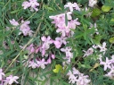 rośliny ogrodowe -  Suchodrzew ALBERTA Lonicera albertii /C2