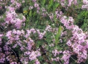 rośliny ogrodowe - Suchodrzew ALBERTA Lonicera albertii /C2