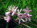sadzonki - Suchodrzew ALBERTA Lonicera albertii /C2