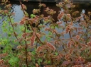 rośliny ogrodowe - Maddenia hypoleuca C3/30-40cm