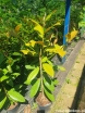 rośliny ozdobne - Magnolia grandiflora FERRUGINEA Zimozielona wielkokwiatowa C2/60cm *K10