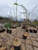 sklep ogrodniczy - Magnolia x thompsoniana C4/80-100cm *13
