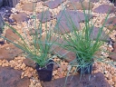 rośliny ozdobne - Rozplenica japońska Pennisetum alopecuroides Piórkówka /C2