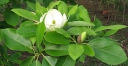 sadzonki - Magnolia sina Magnolia virginiana C2/50-60cm *K15